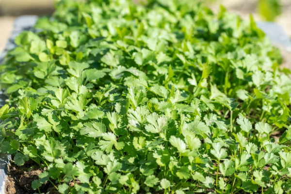 Como Plantar Coentro e Cultivar em Casa